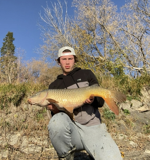 Common Carp