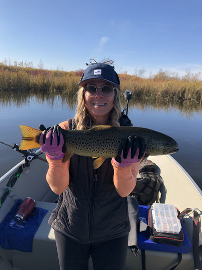 Brown Trout