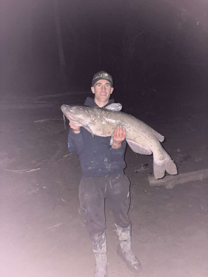 Channel Catfish