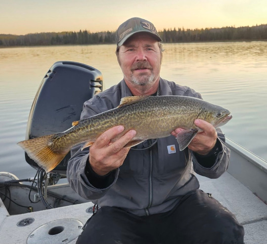 Tiger Trout