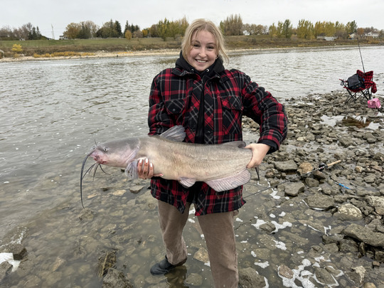 Channel Catfish