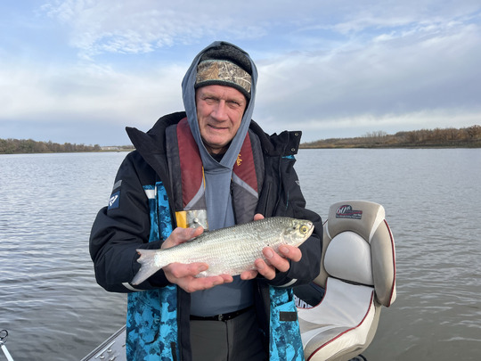 Goldeye