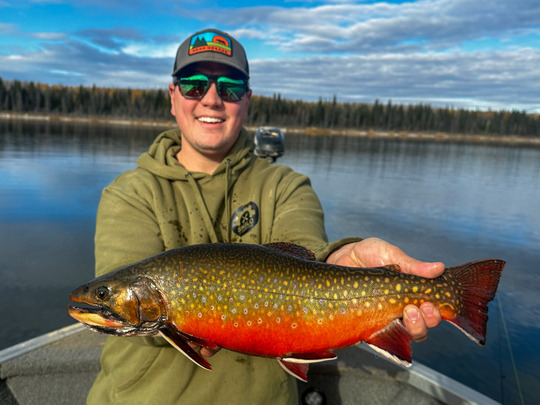 Brook Trout