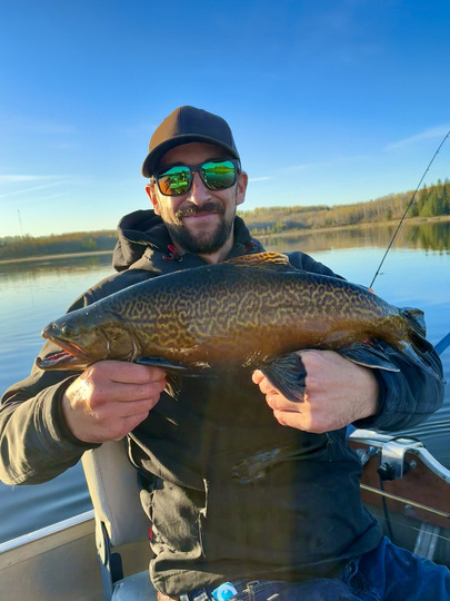 Tiger Trout