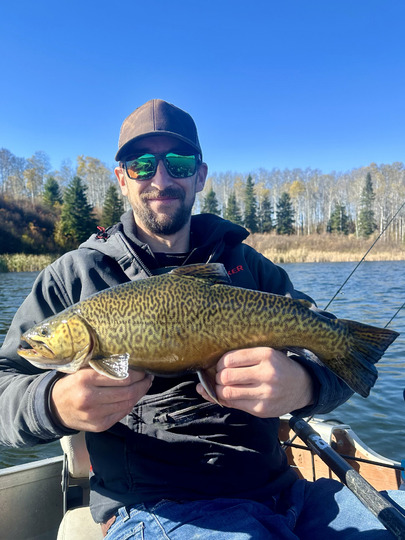 Tiger Trout