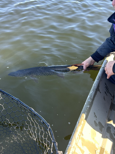 Muskellunge