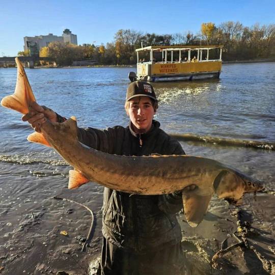 Lake Sturgeon