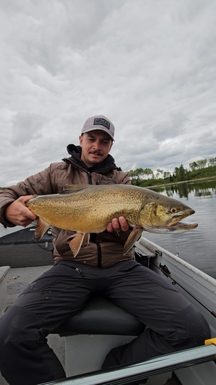 Tiger Trout