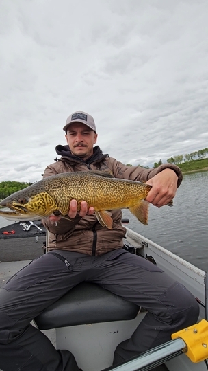 Tiger Trout