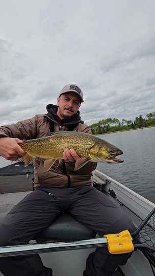 Tiger Trout