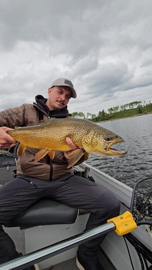 Tiger Trout