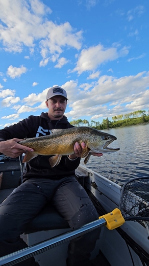 Tiger Trout