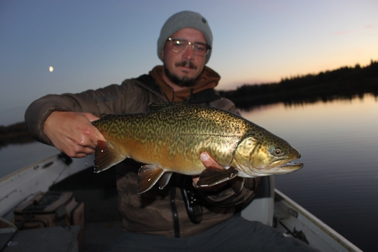 Tiger Trout