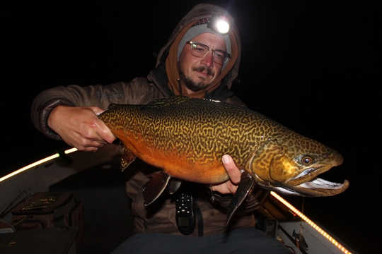 Tiger Trout