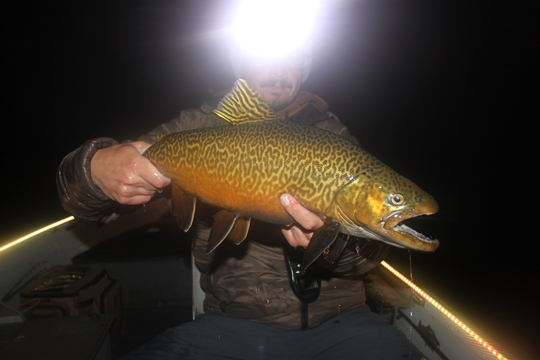 Tiger Trout