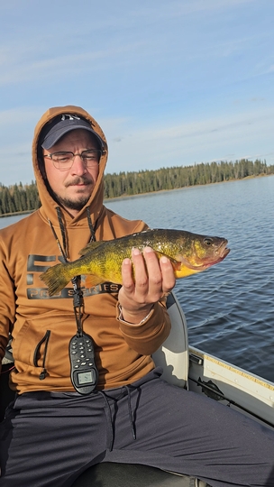 Yellow Perch