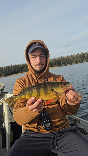 Yellow Perch