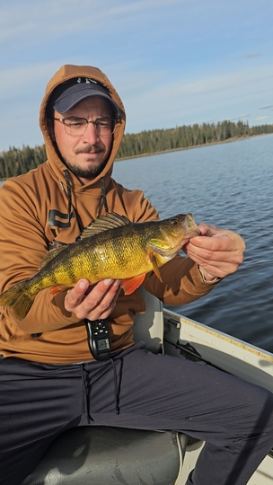 Yellow Perch