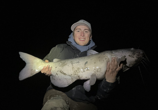 Channel Catfish