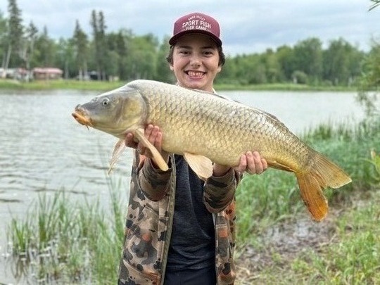 Common Carp