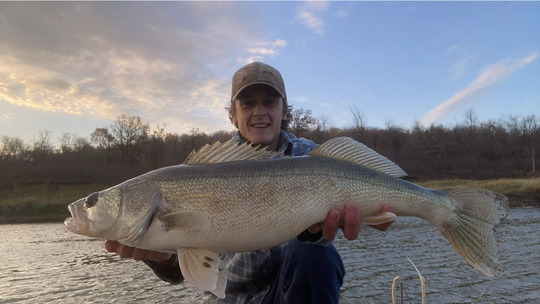 Walleye