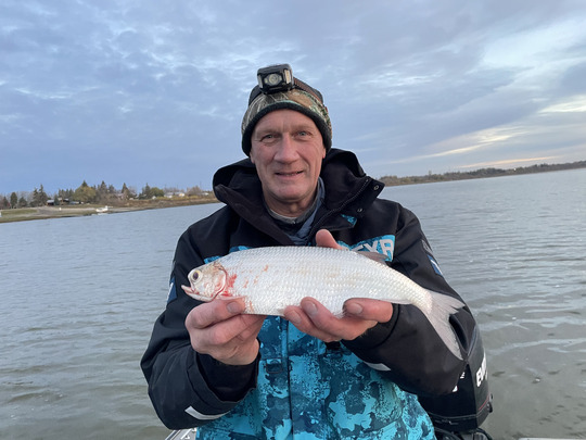 Goldeye