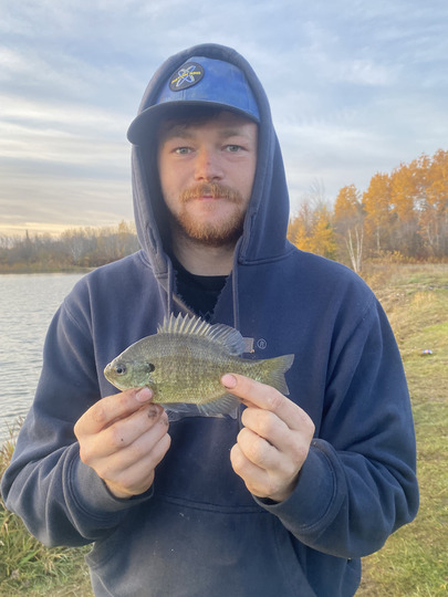 Sunfish