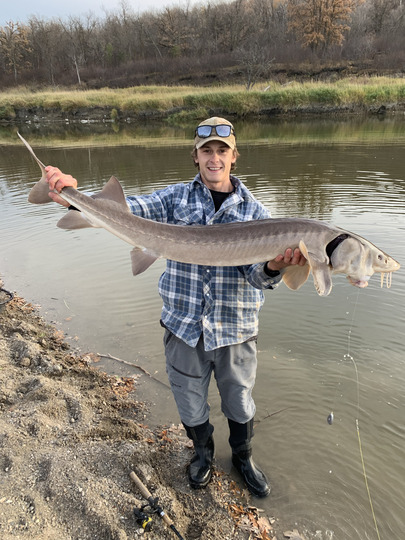 Lake Sturgeon