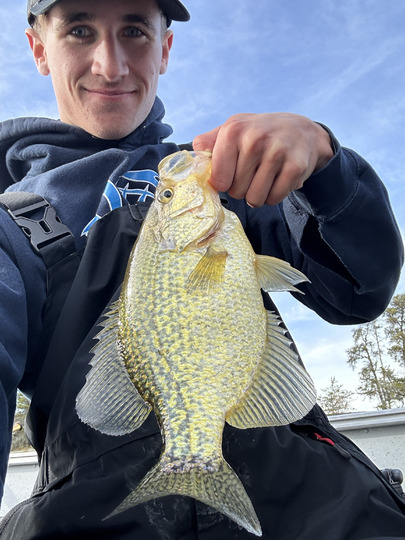 Black Crappie