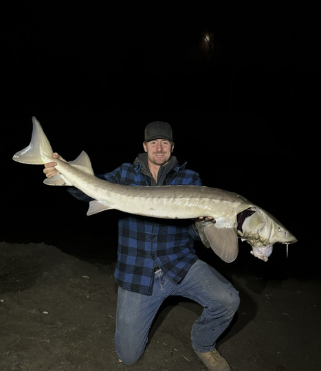 Lake Sturgeon