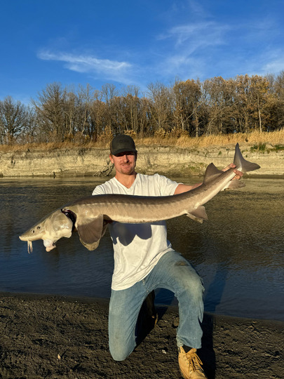 Lake Sturgeon