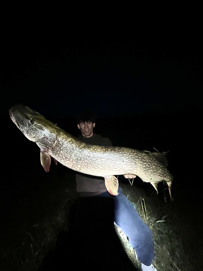 Northern Pike