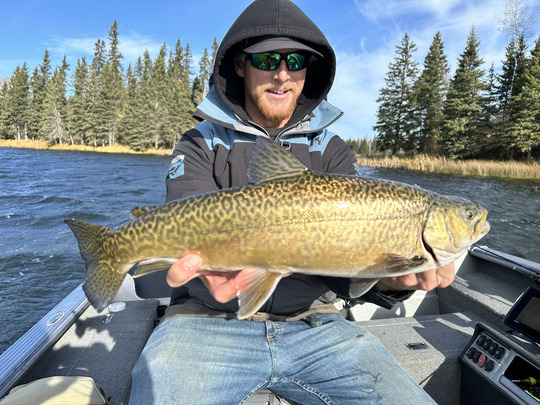 Tiger Trout