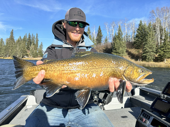 Tiger Trout