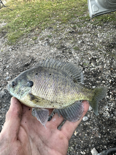 Sunfish