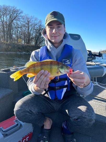 Yellow Perch