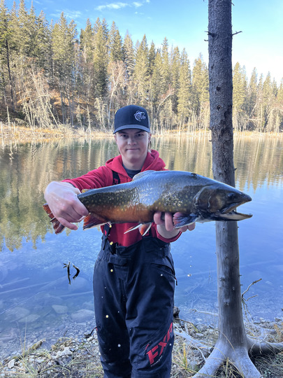 Brook Trout