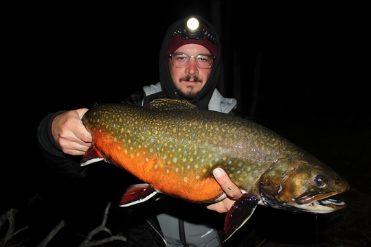 Brook Trout