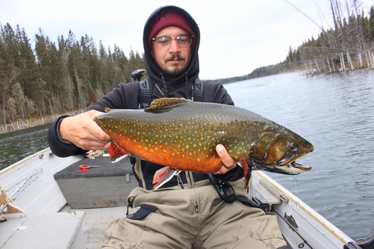 Brook Trout