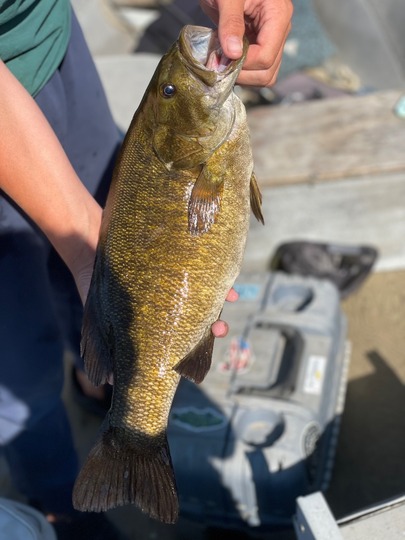 Smallmouth Bass