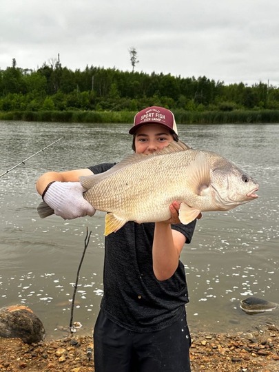 Freshwater Drum