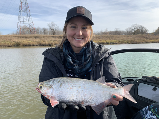 Goldeye