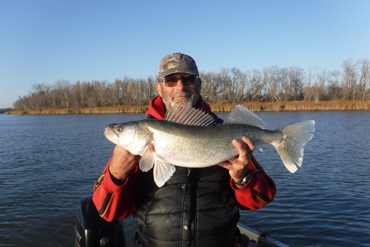 Walleye