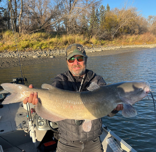 Channel Catfish