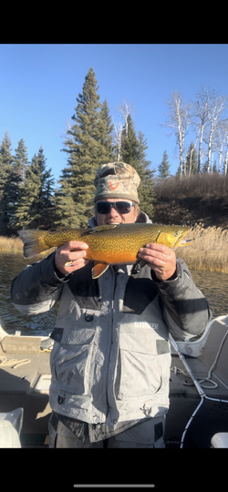 Tiger Trout