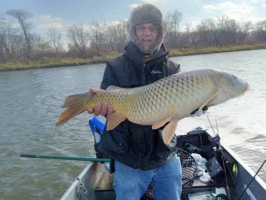 Common Carp