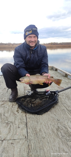 Brown Trout