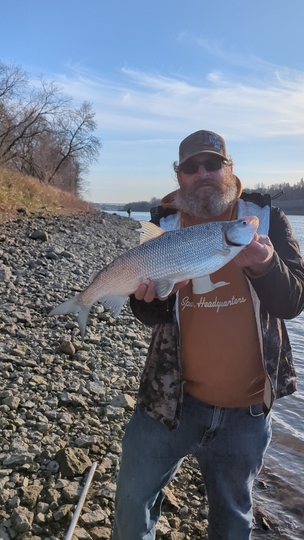 Lake Whitefish