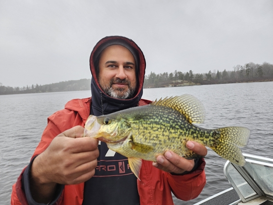 Black Crappie