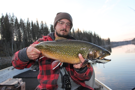 Brook Trout